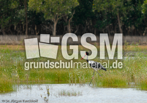 Sattelstorch (3 von 9).jpg